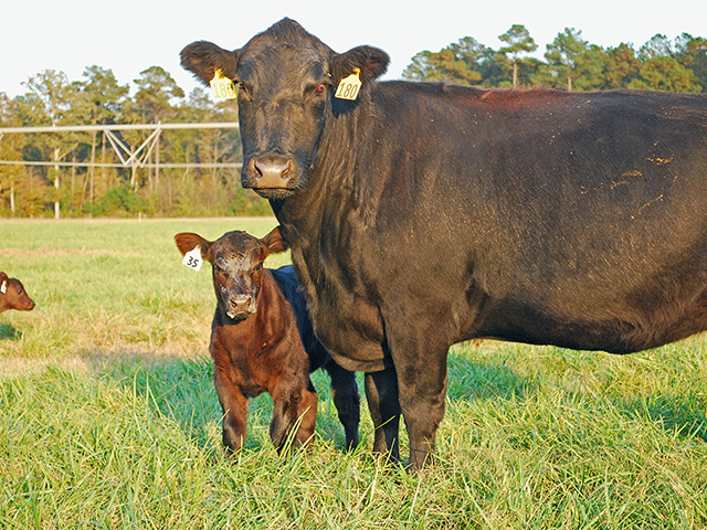 The reason for abortions in a cow herd may be hard to pin down. (DTN/Progressive Farmer photo by Boyd Kidwell)
